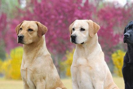 小耳朵大型犬品种