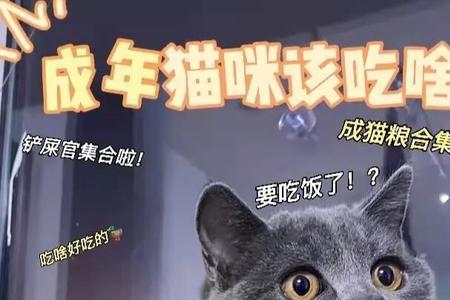 亲崽猫粮适合多大的猫吃