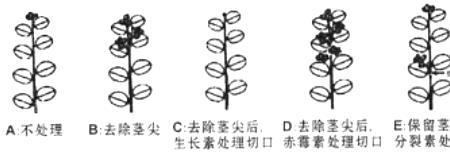 植物的顶芽优势是指什么