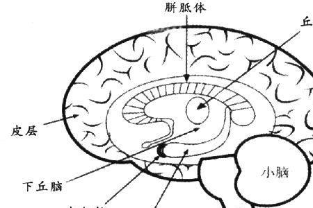 大脑最深处是什么结构