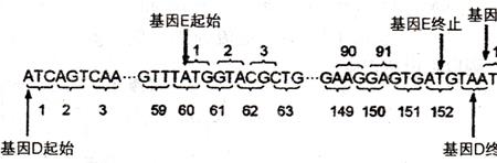 密码子和基因的区别