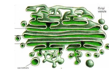 高尔基体在动植物细胞中的区别
