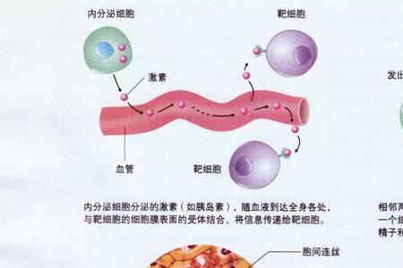 人体细胞依赖生存的粮食是