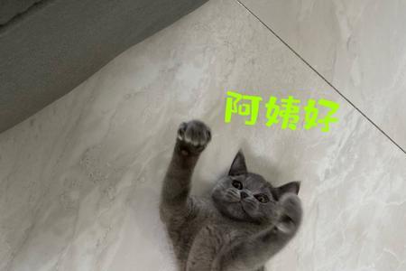 英短蓝猫为什么不踩奶