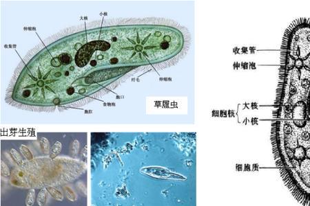 草履虫有叶绿体吗