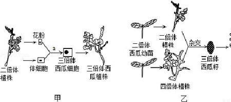 四倍体怎么形成