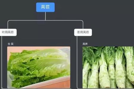 盖菜与莴笋的区别