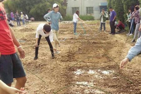 西兰花种植撒播还是条播好