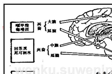 外周化学感受器是什么