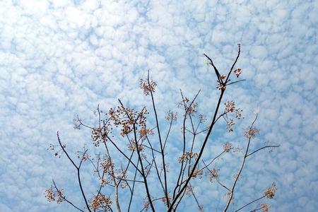 花开花落缘起缘灭出处