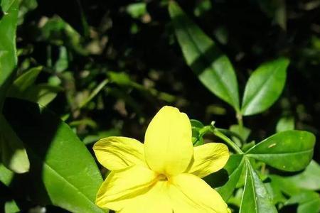 春花是你夏雨也是你什么意思