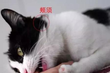 把猫的胡子剪了一半会不会有事