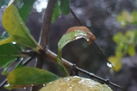 看花听雨意思是什么