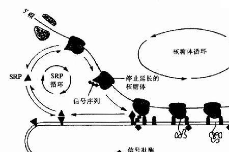 内质网的合成物