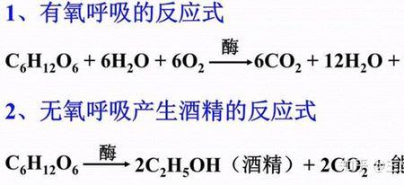 酵母菌无氧呼吸产生什么