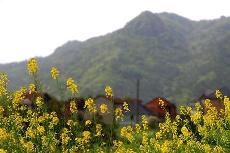 乡村与大地同眠什么意思