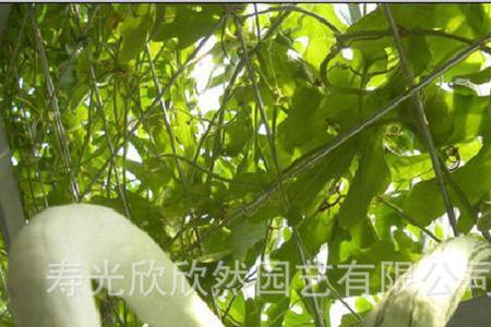 蛇豆种植以后多少天出土发芽