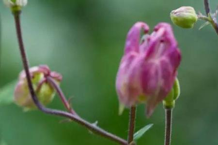 耧斗菜重瓣花可以做造型吗