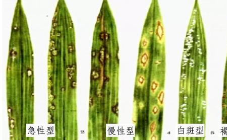 三叶期和分蘖期的主要区别