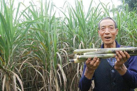 俄罗斯甘蔗种植方法