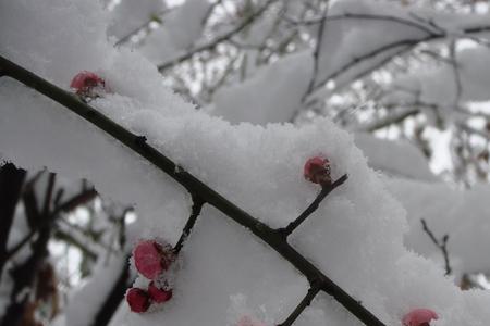 阳春白雪下一句是什么意思