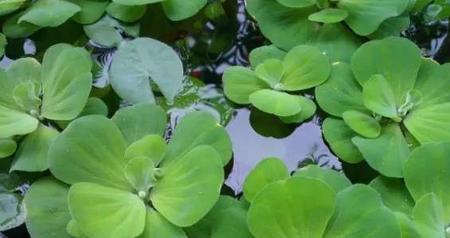 耐寒的浮水植物