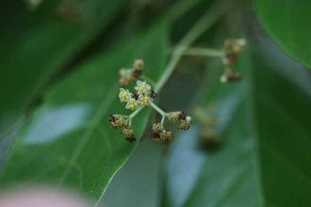 香樟树烂叶是酸性还是碱性