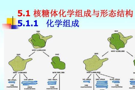 核糖体是合成什么的场所