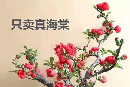 11月送什么花