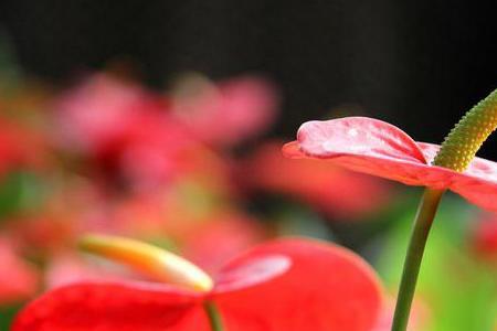 红掌的花蕊是什么