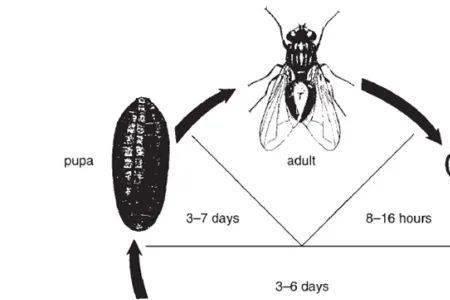 苍蝇为什么越灭越多