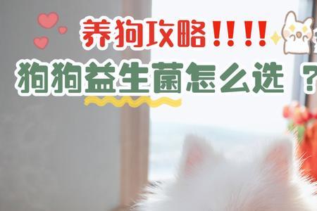 幼犬泰迪呕吐应该喂多少益生菌