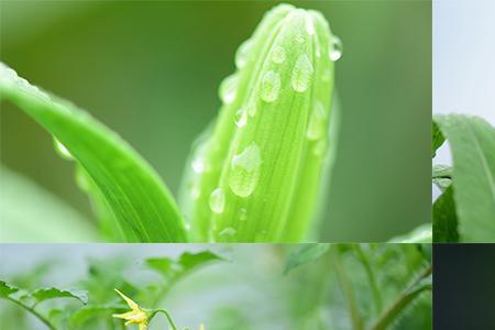 为什么有露水不能摘菜