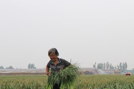 蒜苔怎么种植注重4个技术环节