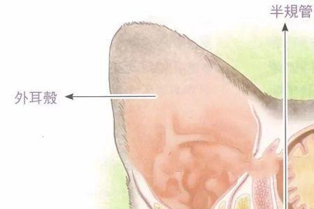 猫耳道结构