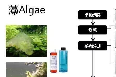 爆藻需要开循环水吗