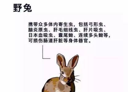 侵害动物罪是什么意思