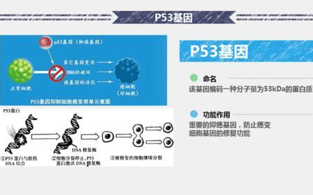 基因为什么都只在细胞内表达