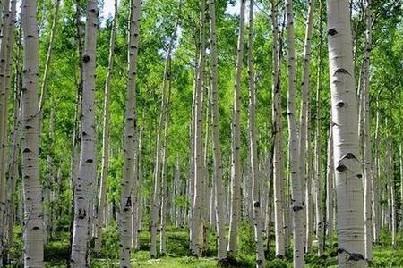 种植杨树松树什么价值更高