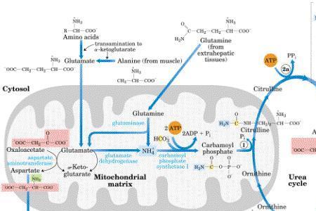 尿素怎么变成氨酸