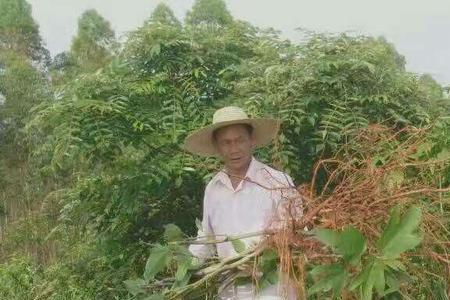 五指毛桃在山西地区能种植吗