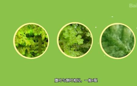 苔的品质是什么