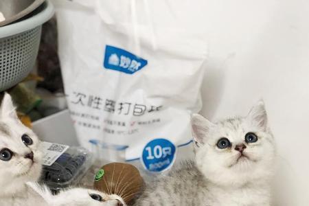 银渐层小猫断奶要多久