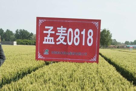 山农20和山农26哪个好