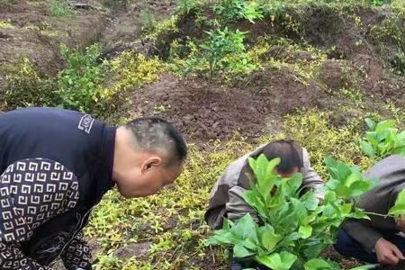 种植柠檬成本一亩地大约多少