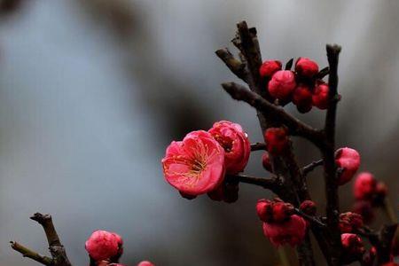 梅花对仗的词