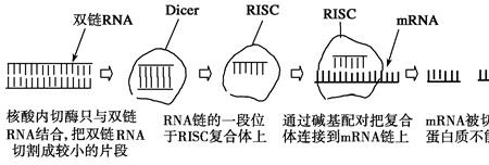 rna干扰技术与基因沉默区别