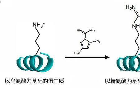 蛋白质所带电荷与哪些因素有关