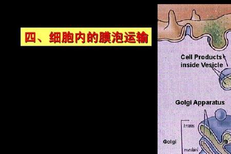 为什么高尔基复合体成嗜碱性