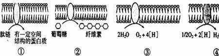 内质网的化学本质